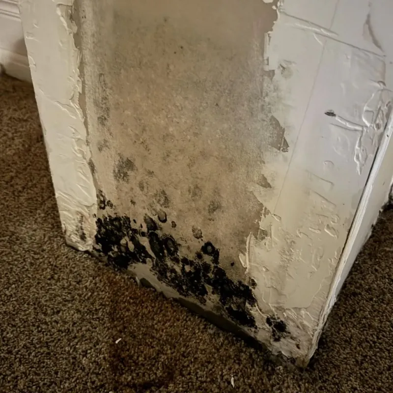 Professional Mold Removal in Larksville, PA